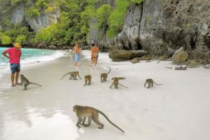 Monkey beach