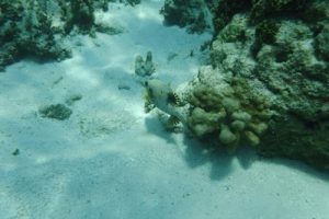 Similan with snorkeling