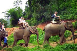 Elephant Trekking